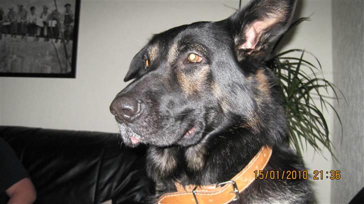 Schæferhund Rico billede 10