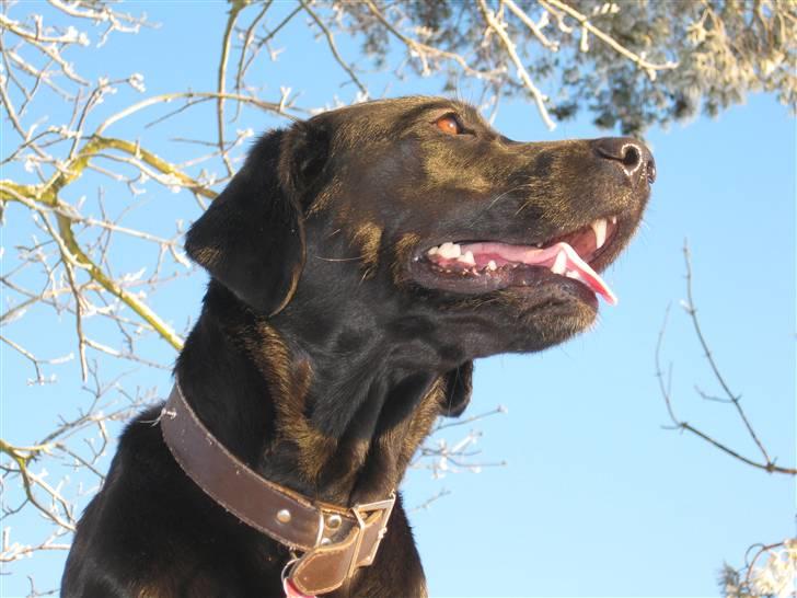 Blanding af racer Sussi billede 15