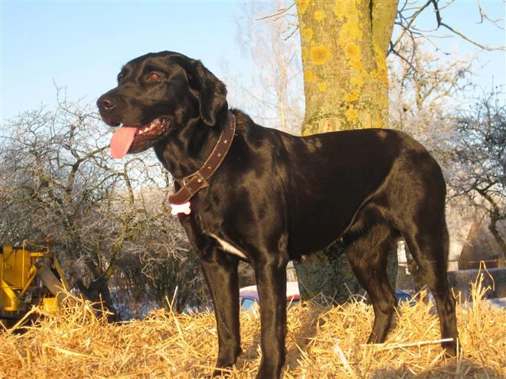 Blanding af racer Sussi billede 16