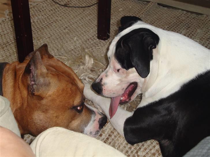 Amerikansk staffordshire terrier Baily " The one and only " - Baily <3 billede 13