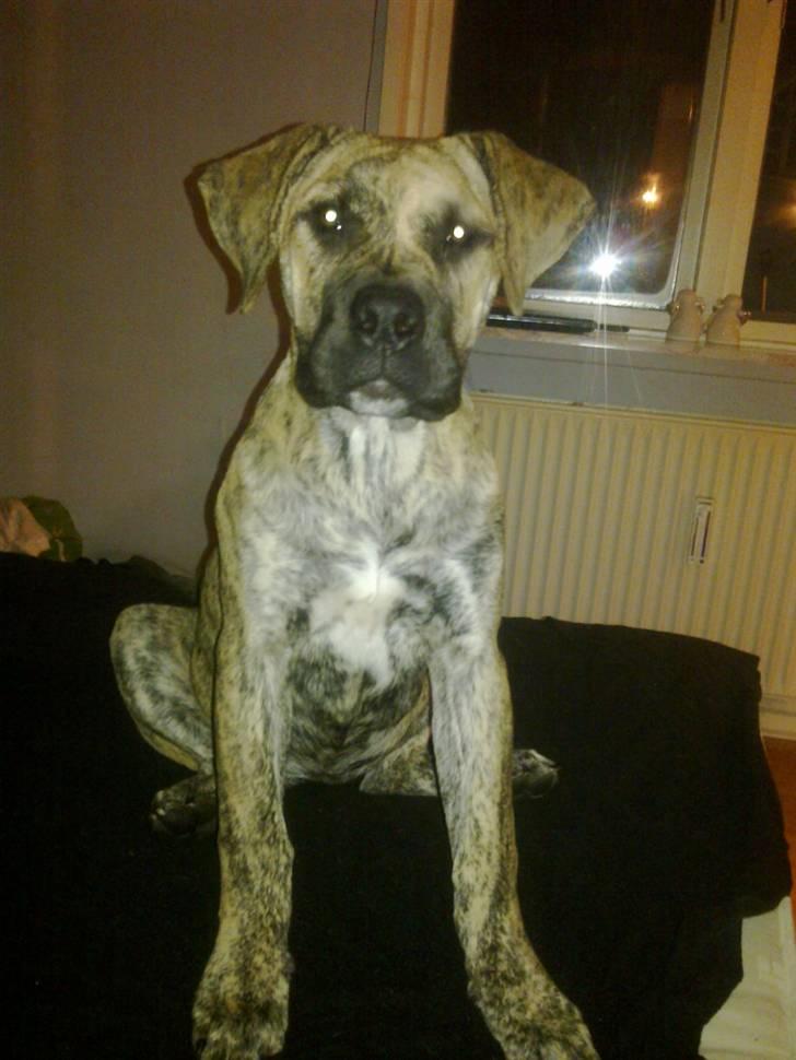 Dogo canario Sera - Sera billede 1