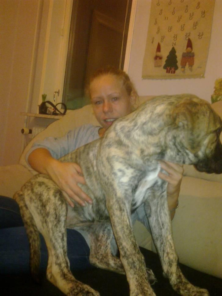 Dogo canario Sera - Sera og Ina :-).  billede 2