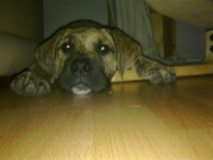 Dogo canario Sera - Sera i sin hul.  billede 3