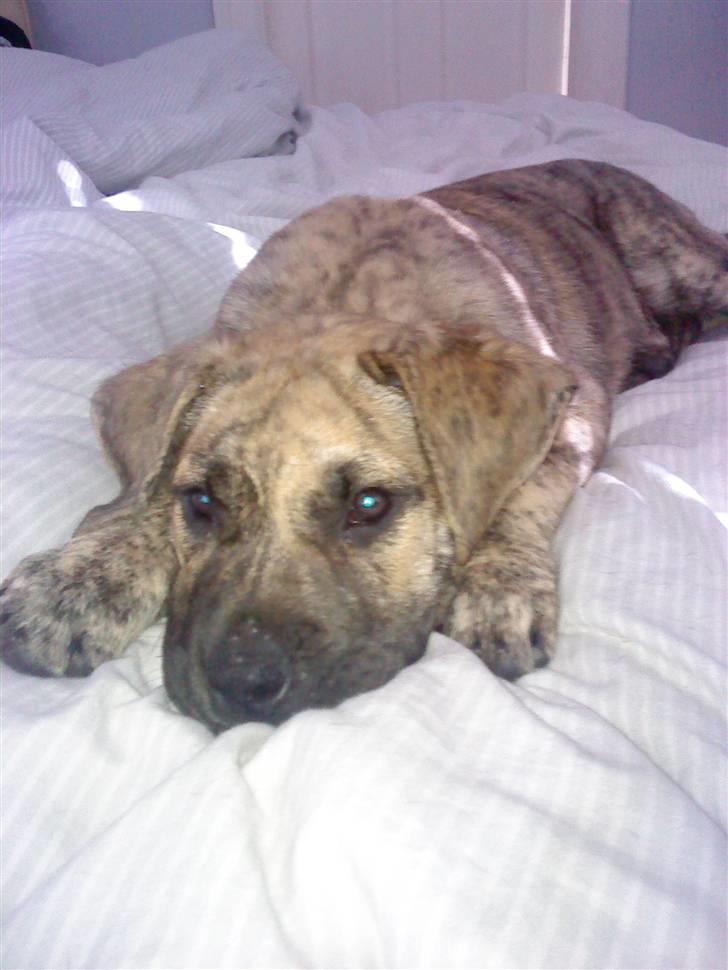 Dogo canario Sera - Mors bette pige :´) billede 4