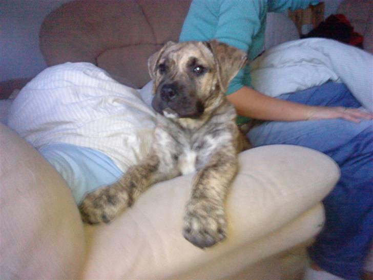 Dogo canario Sera - Elsker det her billede :-) 9 uger gammel, nurh!! billede 5