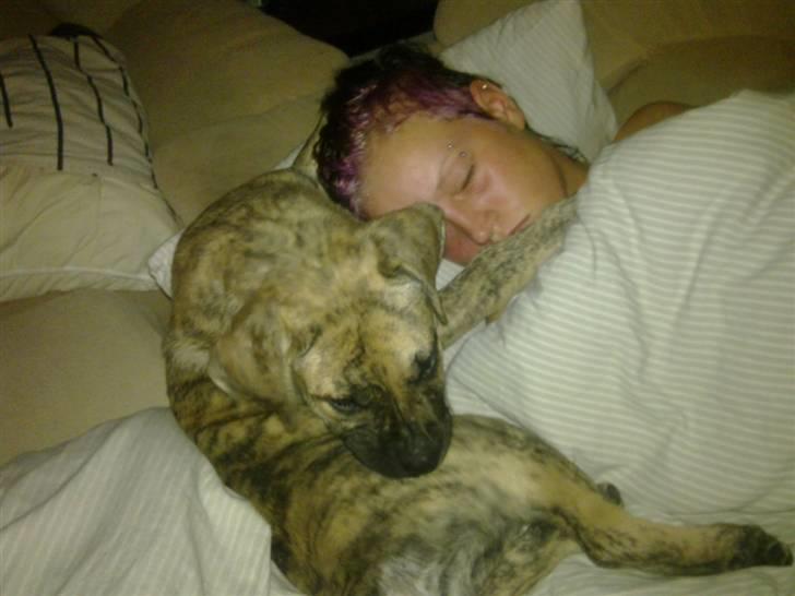 Dogo canario Sera billede 7