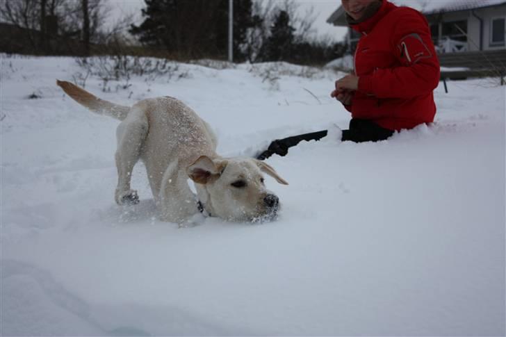 Labrador retriever Tulle billede 8