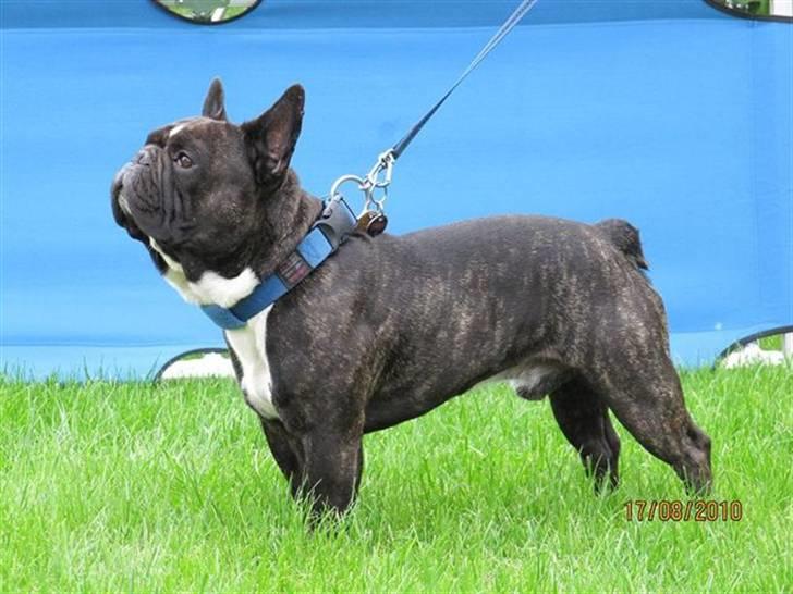 Fransk bulldog Mattie - Min far billede 5