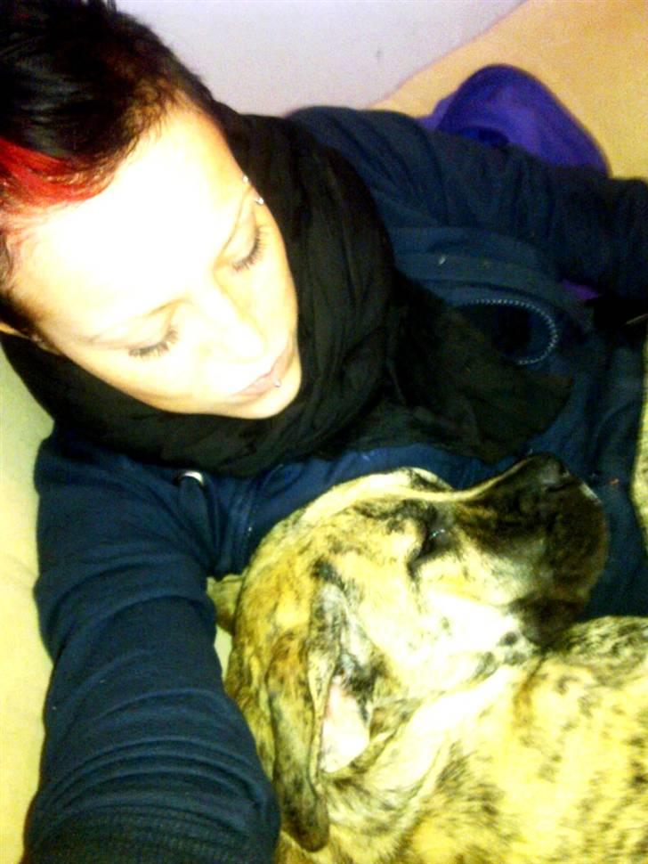 Dogo canario Sera billede 8