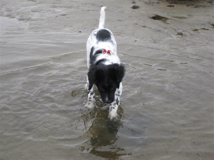 Stabijhoun Diva billede 1