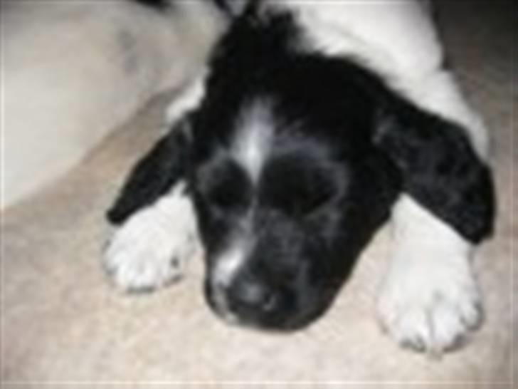 Stabijhoun Diva billede 2