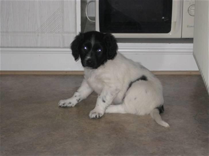 Stabijhoun Diva billede 3