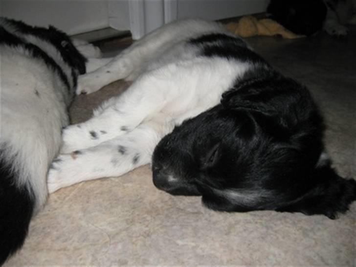 Stabijhoun Diva billede 4