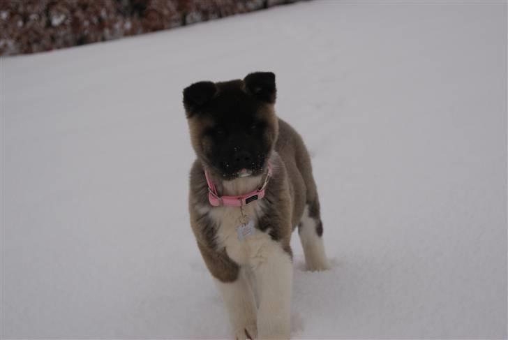 American Akita Zoey<3<3 - juhuu her er jeg synes i ikke jeg er sød? billede 10