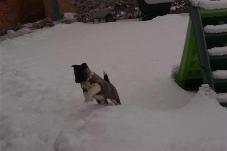 American Akita Zoey<3<3 - fuld fart :) billede 11