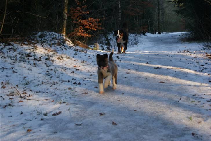 American Akita Zoey<3<3 - første gang i hundeskoven billede 12