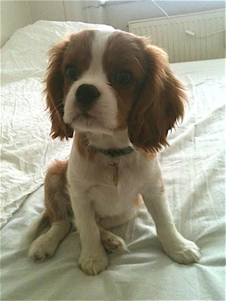 Cavalier king charles spaniel Jagger billede 15