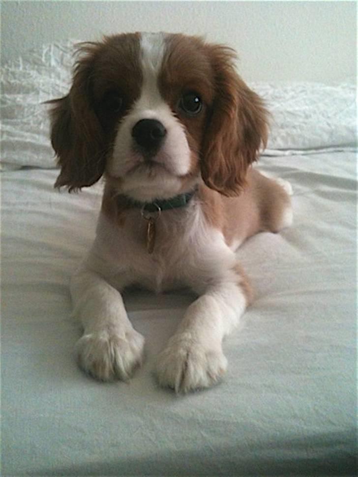 Cavalier king charles spaniel Jagger billede 16