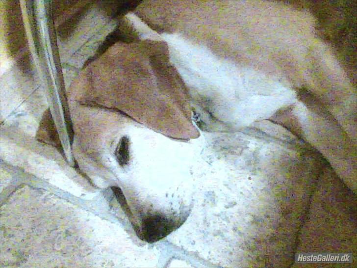 Blanding af racer Tayson<3 †R.I.P† billede 6