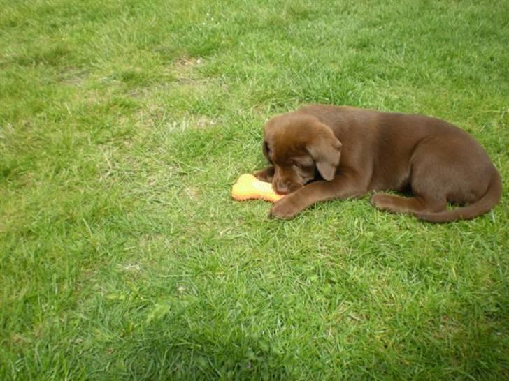 Blanding af racer  Tinka¤Me Soulmate¤ - Da minken var Hvalp:p billede 1