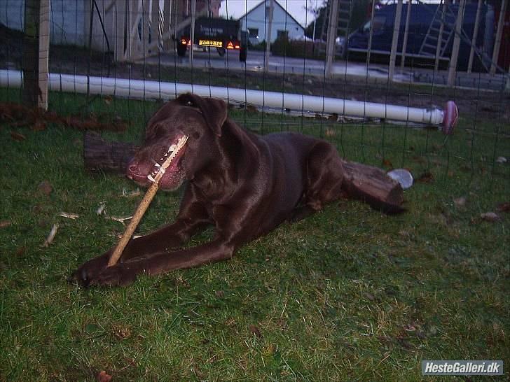 Blanding af racer  Tinka¤Me Soulmate¤ - En lille trommestik hun fik fat ixD billede 2