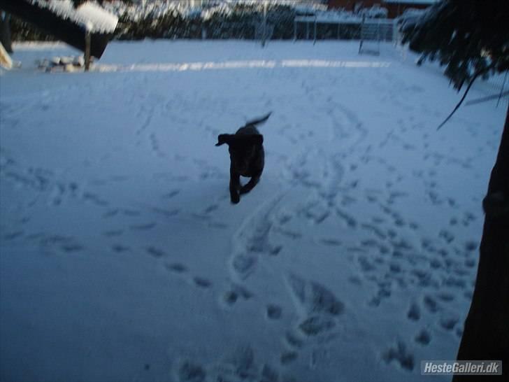 Blanding af racer  Tinka¤Me Soulmate¤ - Det nye tricks:) billede 3