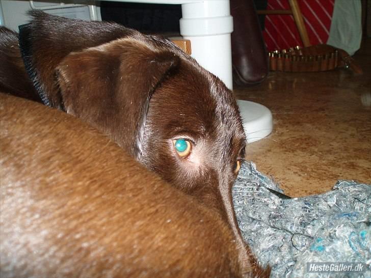 Blanding af racer  Tinka¤Me Soulmate¤ - Da hun lige havde været på jagt billede 4