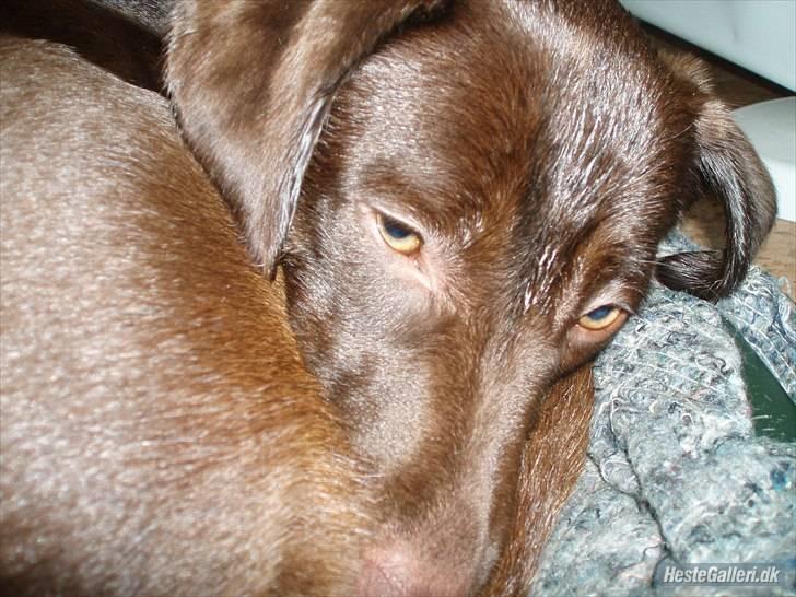 Blanding af racer  Tinka¤Me Soulmate¤ - Da hun lige havde været på jagt billede 5