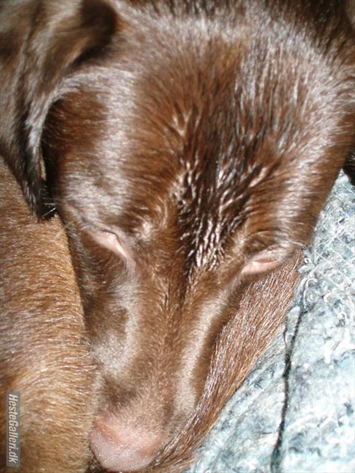 Blanding af racer  Tinka¤Me Soulmate¤ - Da hun lige havde været på jagt billede 6