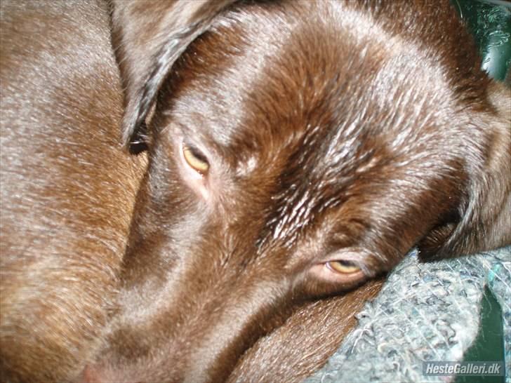 Blanding af racer  Tinka¤Me Soulmate¤ - Da hun lige havde været på jagt billede 7