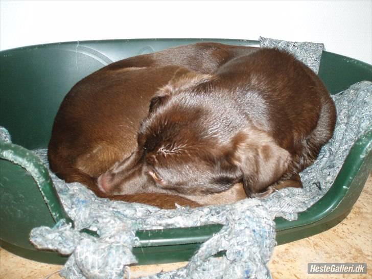 Blanding af racer  Tinka¤Me Soulmate¤ - Da hun lige havde været på jagt billede 8