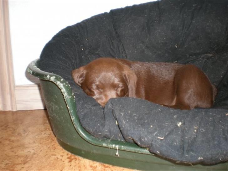 Blanding af racer  Tinka¤Me Soulmate¤ billede 10