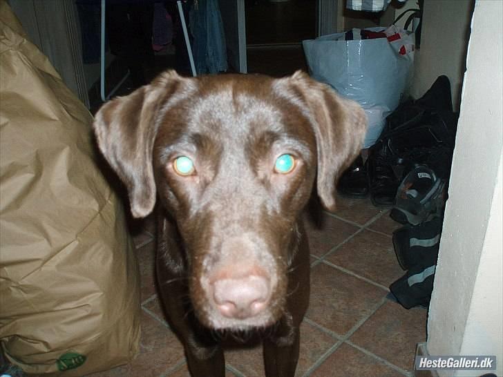 Blanding af racer  Tinka¤Me Soulmate¤ billede 11