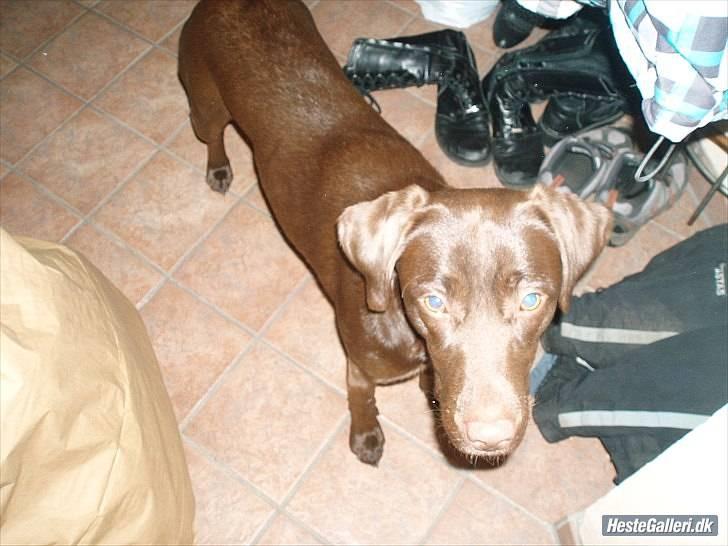 Blanding af racer  Tinka¤Me Soulmate¤ billede 12