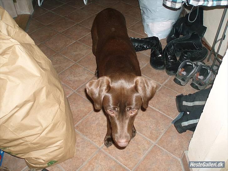 Blanding af racer  Tinka¤Me Soulmate¤ billede 13