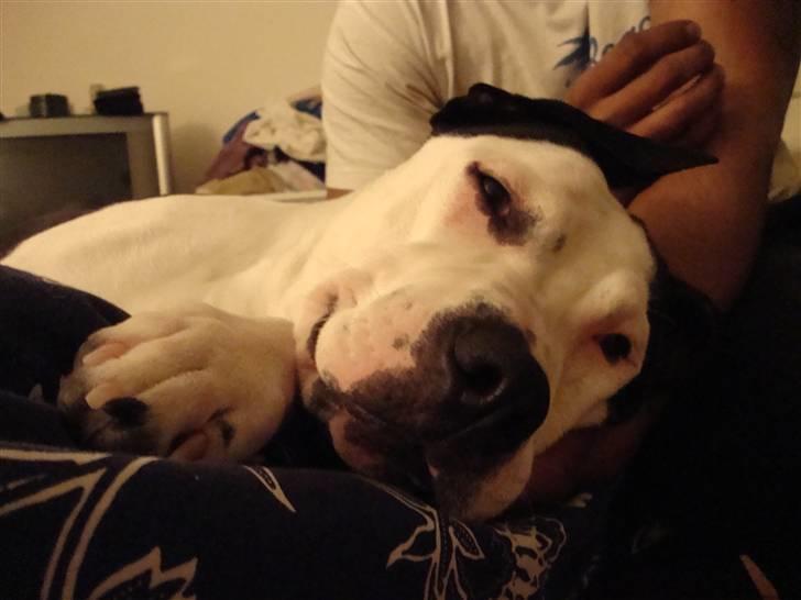 Amerikansk staffordshire terrier Baily " The one and only " - Baily <3 billede 14