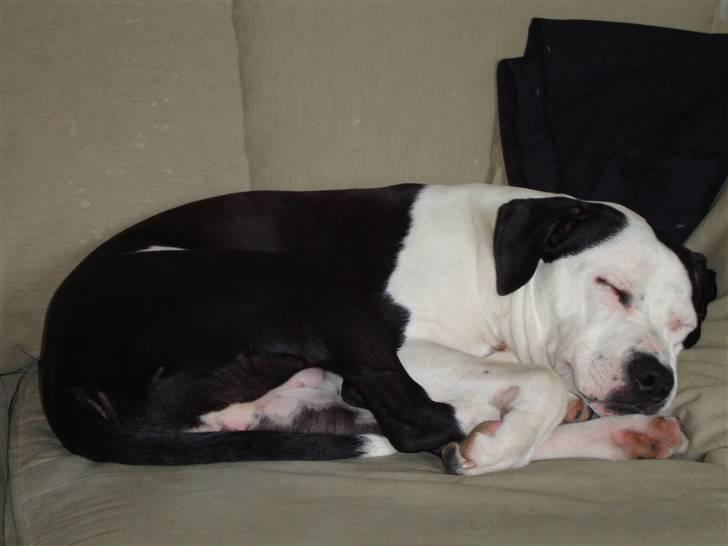 Amerikansk staffordshire terrier Baily " The one and only " - Baily <3 billede 15