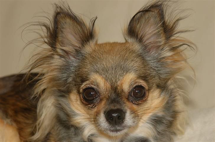 Chihuahua Eva billede 1