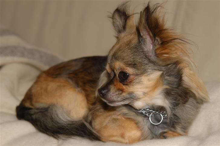Chihuahua Eva billede 2
