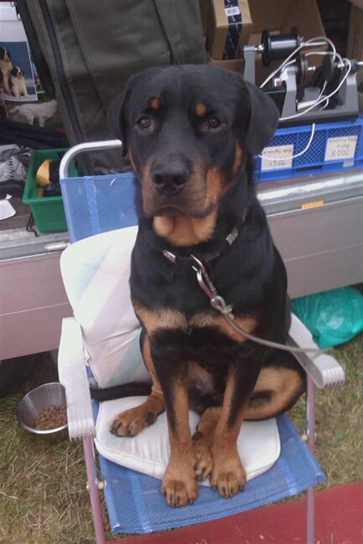 Rottweiler Logan billede 1