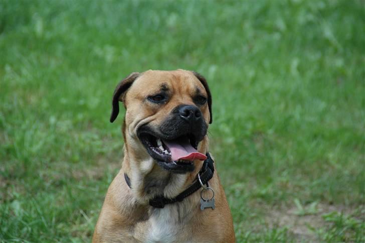 Blanding af racer nuggi <3 billede 1