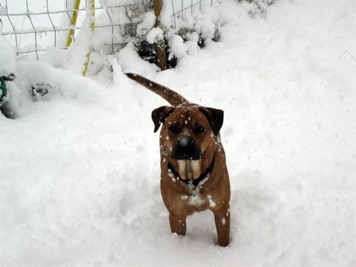 Blanding af racer nuggi <3 billede 2