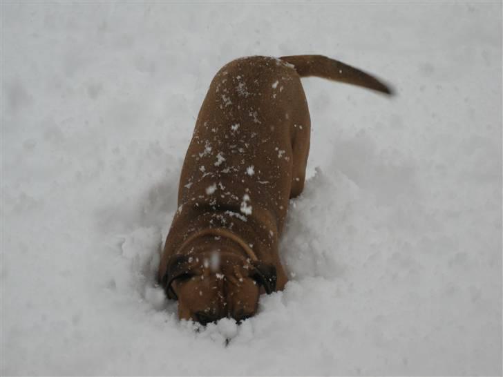 Blanding af racer nuggi <3 billede 3