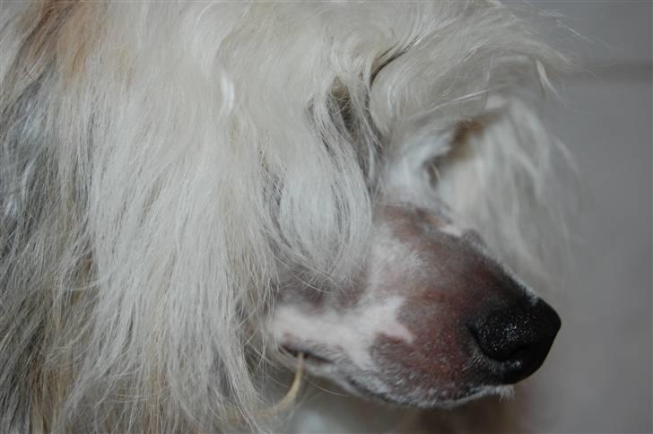 Chinese crested powder puff Bellis. billede 1