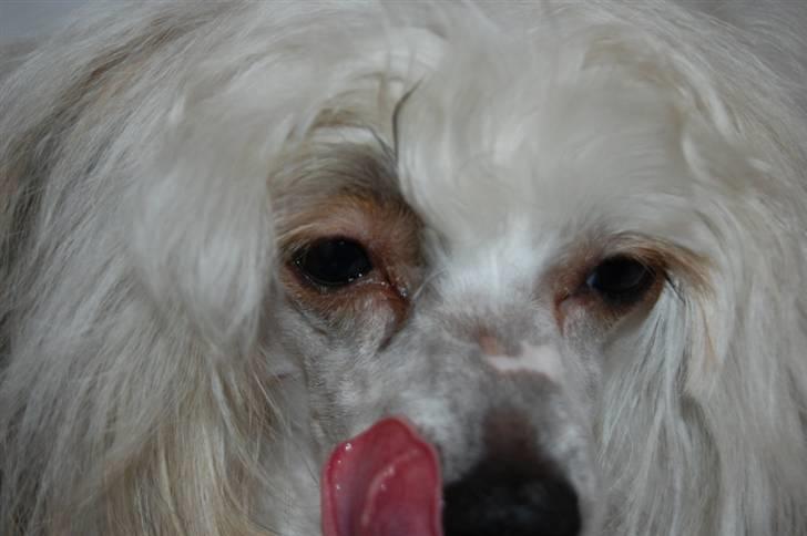 Chinese crested powder puff Bellis. billede 2