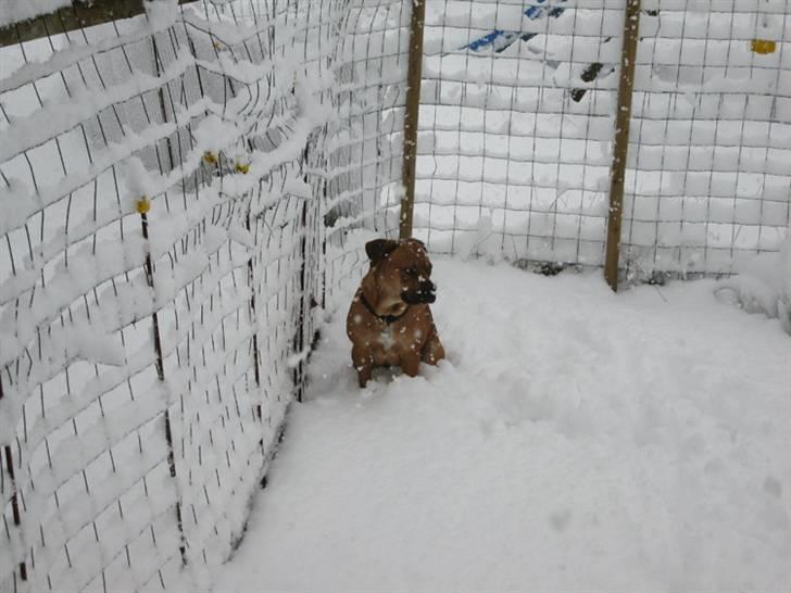 Blanding af racer nuggi <3 billede 4