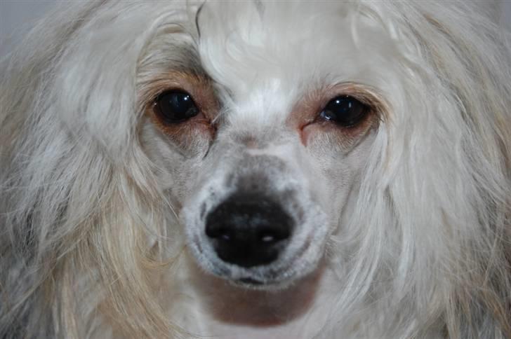 Chinese crested powder puff Bellis. billede 3