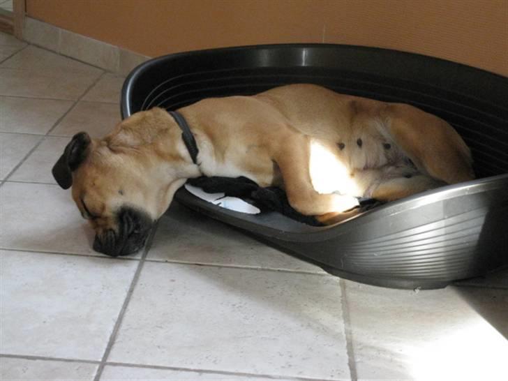 Blanding af racer nuggi <3 billede 5