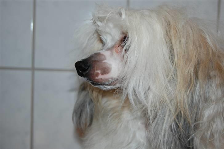 Chinese crested powder puff Bellis. billede 4