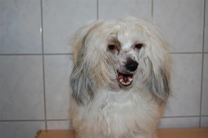 Chinese crested powder puff Bellis. billede 5